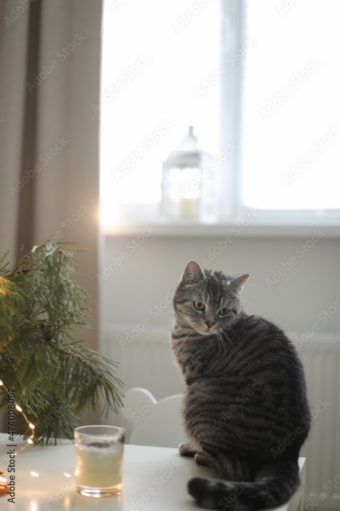 funny cat in a room decorated for Christmas and New Year.