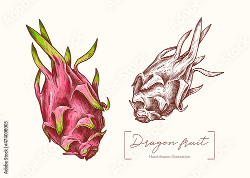 Vector hand drawn Dragon fruit illustration in vintage engraving style. Pitaya botanical illustration. Tropical exotic fruit. Menu design, restaurant, shop