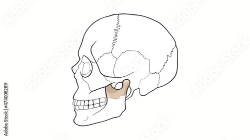Human Skull side view Mandible whiteboard animation