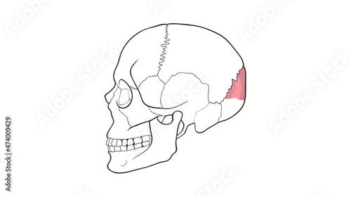 Human Skull side view Occipital Bone whiteboard animation