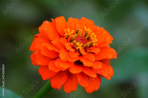 Close-up of an orange red zinnia flower in bloom © eqroy