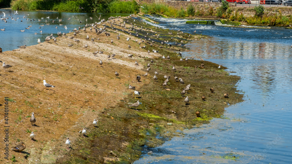 Birds sitting on the old cauld weir during a summer drought on the River Nith