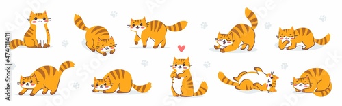 Vector set of illustration of many animal tiger cat in different