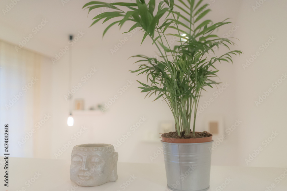 Obraz premium plant in a flowerpot