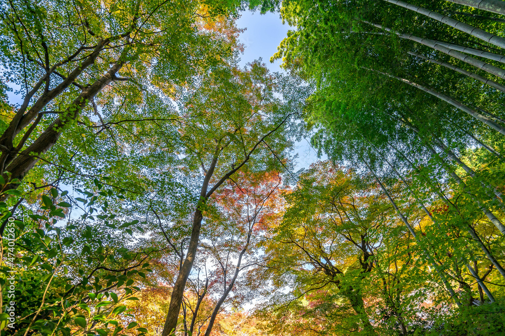 Fototapeta premium 圓光寺