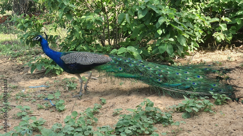 Naklejka premium peacock in the garden