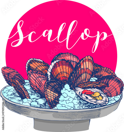Scallop on ice in a metal bowl against the background of the sun