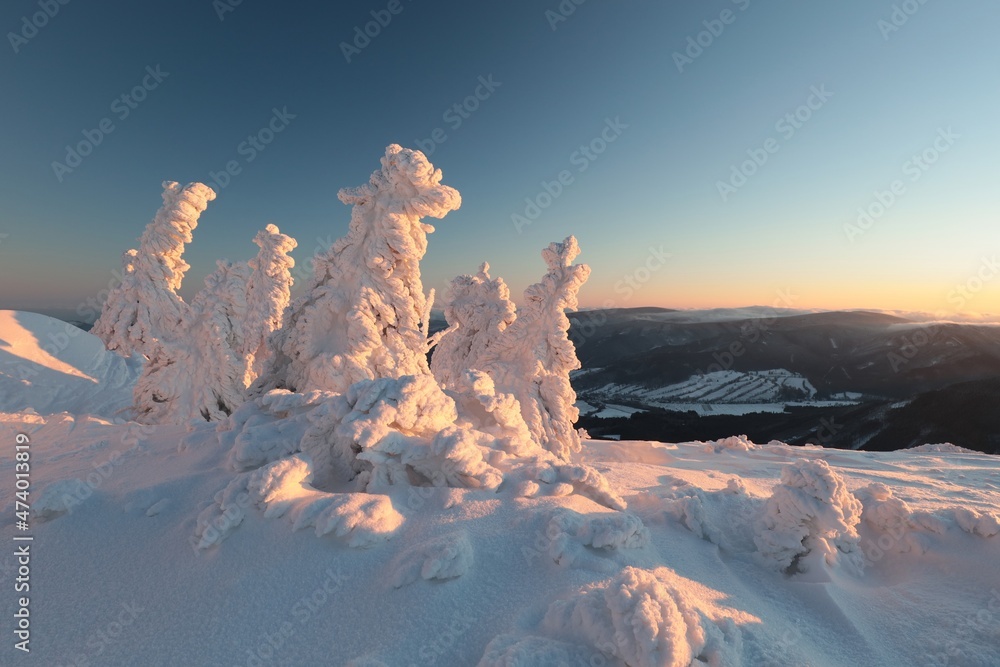 Winter landscape during sunrise, snow-covered spruce trees on the top of the mountain