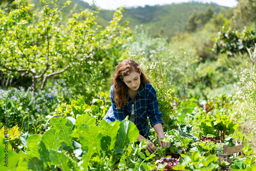 Young woman picking up vegetables from permaculture garden during sunny day photo