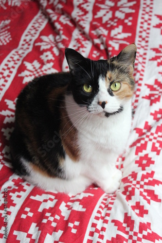 Beautiful Tabby Cat Reclines Gracefully on Cushions.