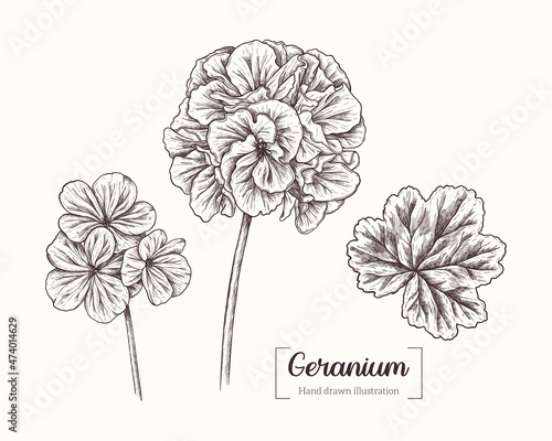 Vector hand drawn geranium flowers. Vintage botanical collection in engraving style. Geranium for wedding invitations, prints, greeting cards, Birthday, wallpaper, template