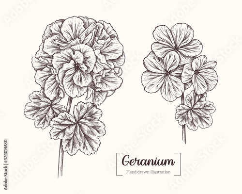 Vector hand drawn geranium flowers. Vintage botanical collection in engraving style. Geranium for wedding invitations, prints, greeting cards, Birthday, wallpaper, template
