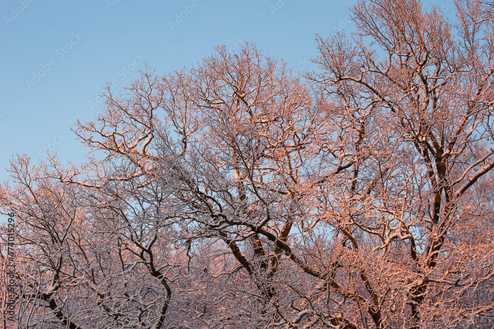 winter forest at sunset winter forest at sunset