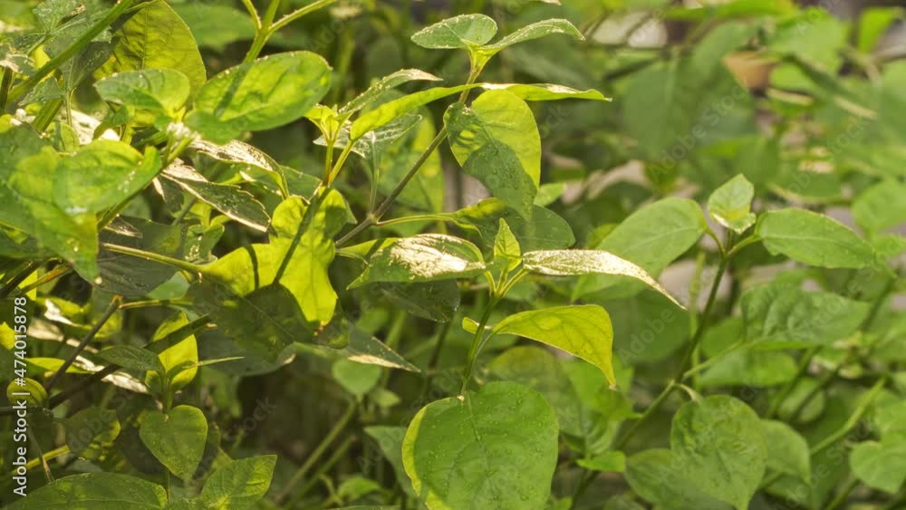 Green leaves in the garden in the light rain. Green leaves in the garden in the light rain.