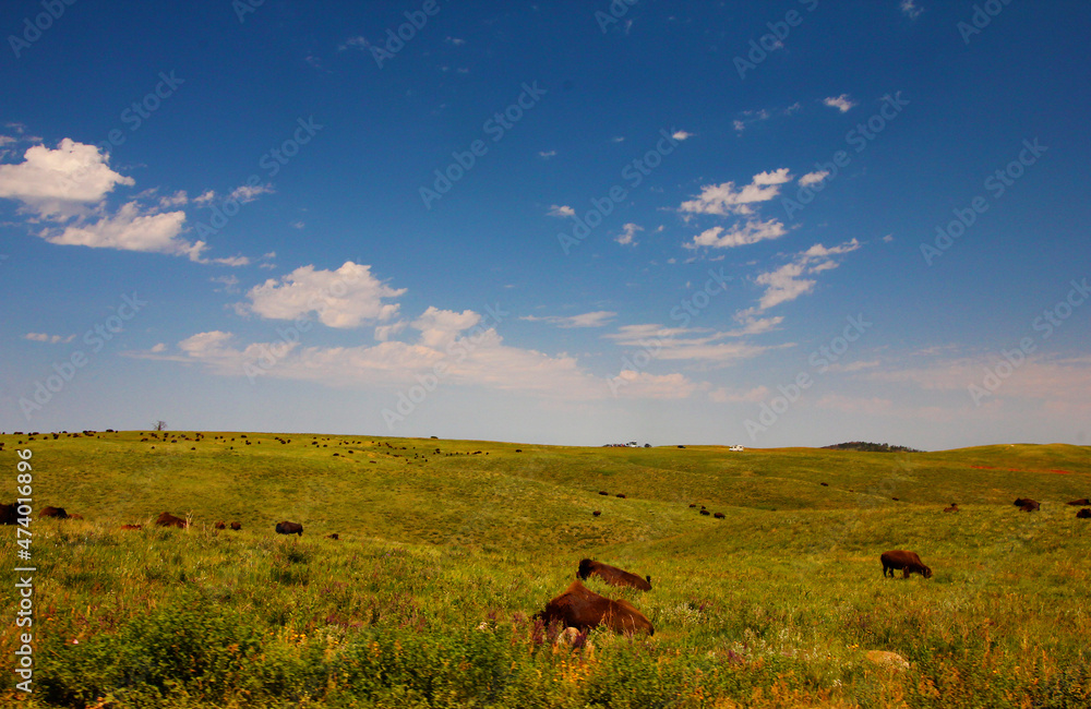 Bison in Summer, Custer State Park, South Dakota Bison in Summer, Custer State Park, South Dakota