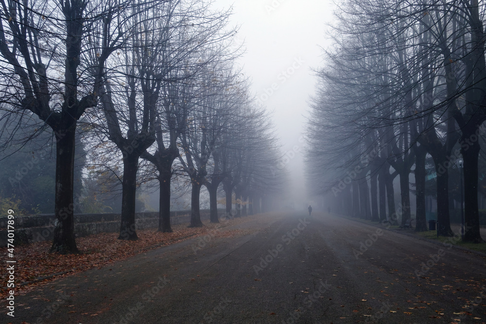 Obraz premium tree-lined avenue on a foggy day
