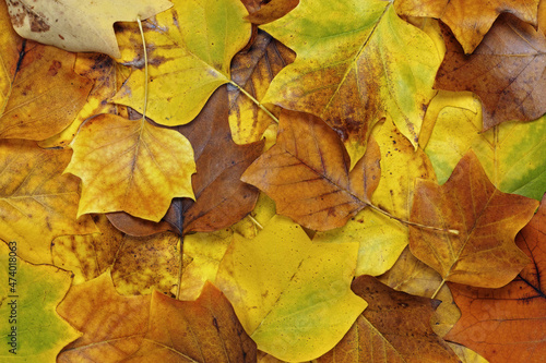 tulip tree leaves fallen to the ground