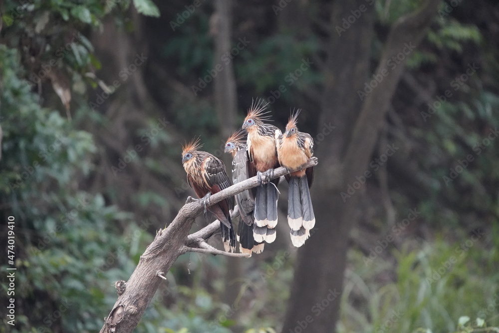 Hoatzin (Opisthocomus hoazin), also known as the reptile bird, skunk bird, stinkbird, or Canje pheasant. Opisthocomidae family. 