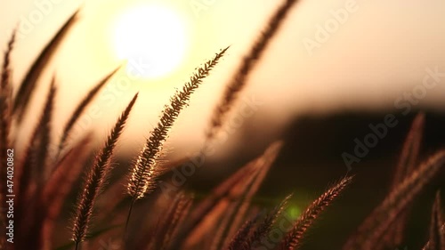 Close up pink grass field flower waving against wind in beautiful golden sunset background, slow motion. Vintage autumn landscape background. Concept of nature, flowers, spring, autumn, landscape.