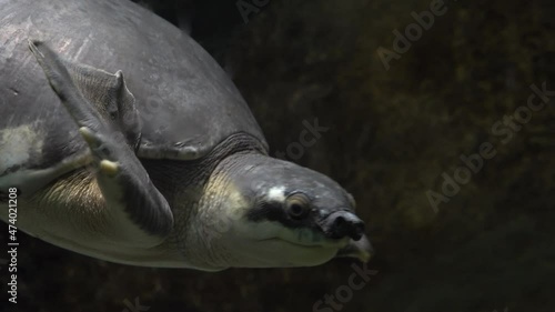 Carettochelys insculpta, pig-nosed turtle, pitted-shelled turtle, Fly River turtle, northern Australia,  southern New Guinea