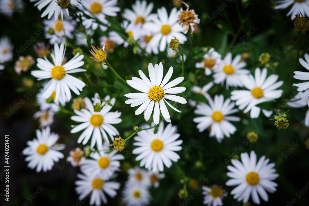 Daisy flowers in a field