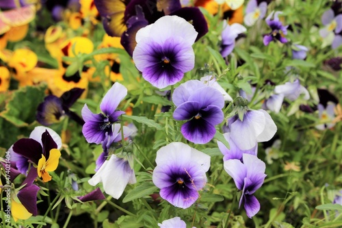 Pretty Purple Pansies