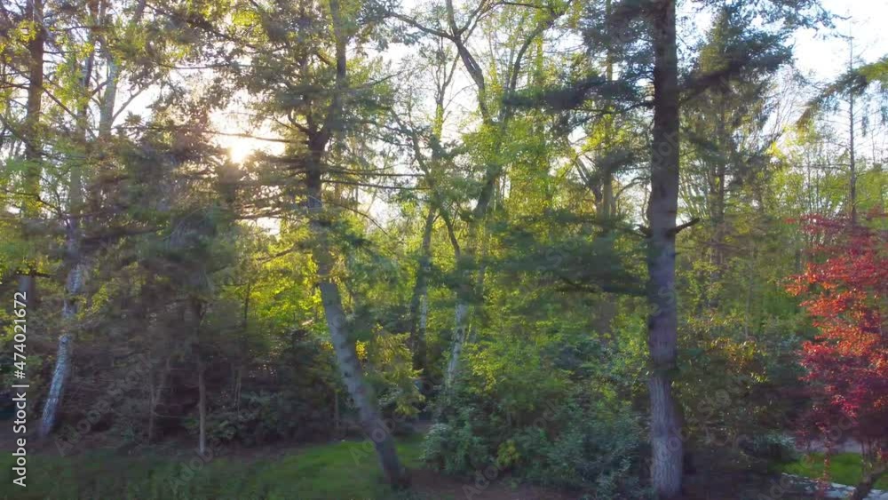 Beautiful meditative relaxing deep green forest sunshine trees low angle dolly nature sunny summer sun rays shimmer. The sun shines through the green leaves of a tree. High quality 4k footage Beautiful meditative relaxing deep green forest sunshine trees low angle dolly nature sunny summer sun rays shimmer. The sun shines through the green leaves of a tree. High quality 4k footage