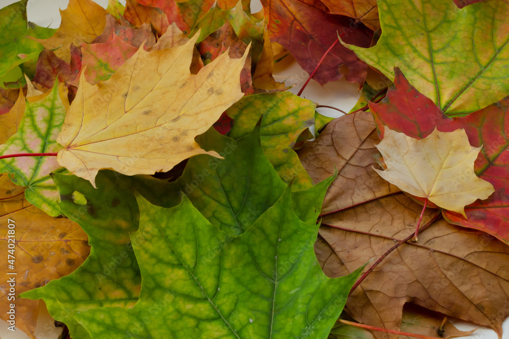 Colored dry autumn maple leaves lie on the ground. Colored dry autumn maple leaves lie on the ground.