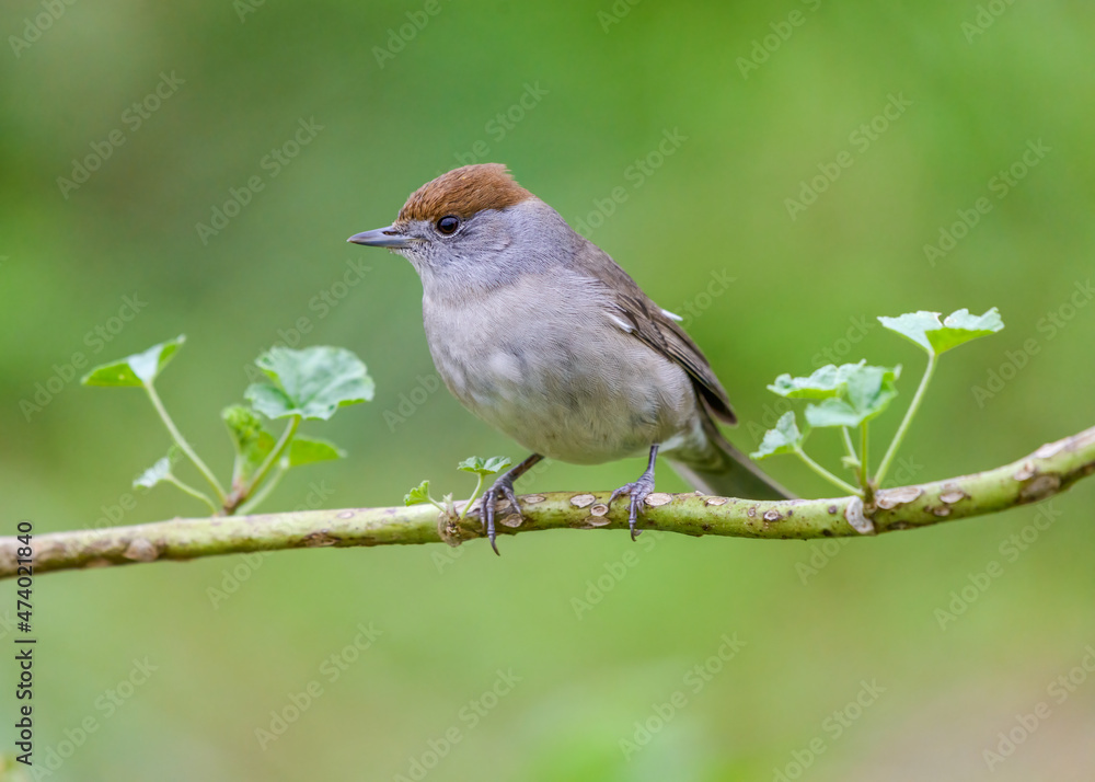 Blackcap Sylvia atricapilla female close up Blackcap Sylvia atricapilla female close up