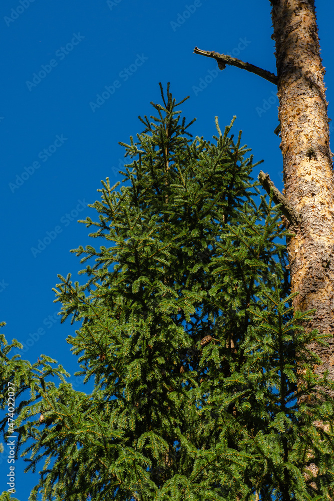 Fototapeta premium Green spruce on a background of blue sky. Vertical photo