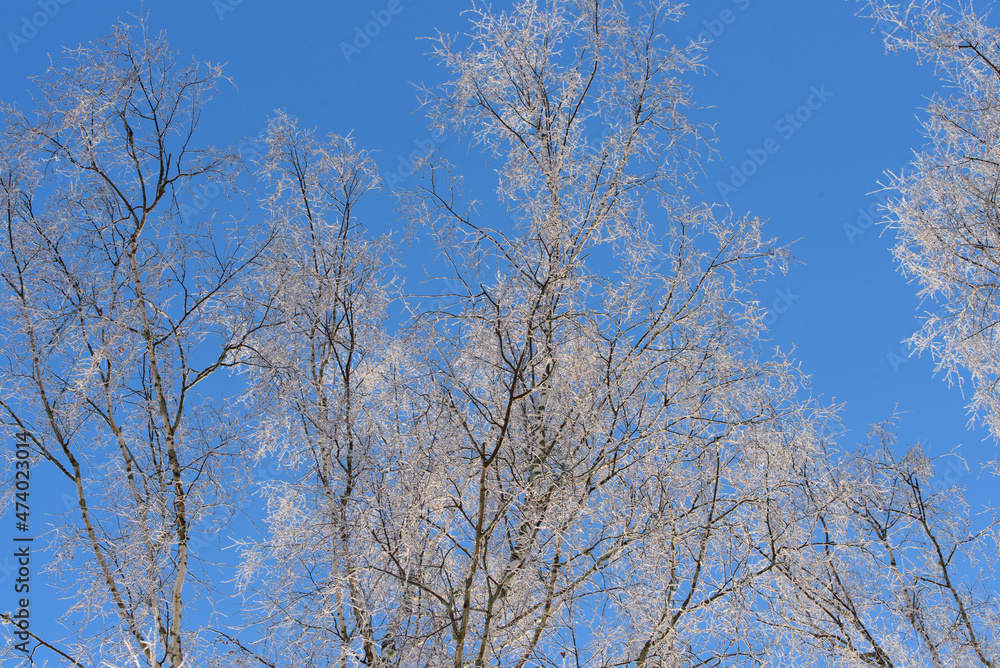 white snow on birch branches with blue sky
