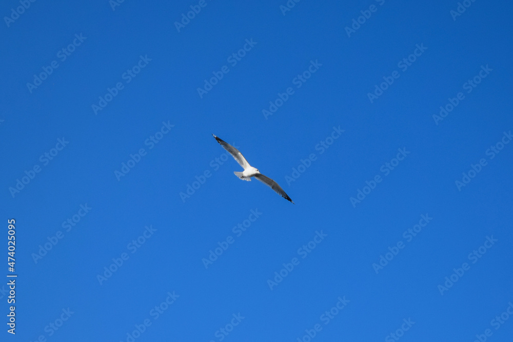 Obraz premium seagull