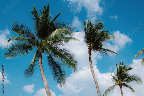 Palm trees on the beach against clear skies in the tropical seas of Thailand.