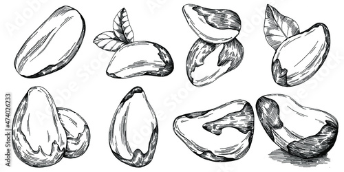 Brazilian nut or Brazil nut hand-drawn Vector Illustration isolated on background. Retro style farm product for restaurant menu, market label, logo, emblem, kitchen design. Decoration for packaging