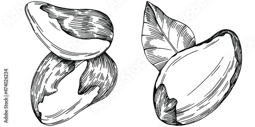 Brazilian nut or Brazil nut hand-drawn Vector Illustration isolated on background. Retro style farm product for restaurant menu, market label, logo, emblem, kitchen design. Decoration for packaging