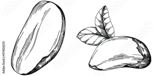 Brazilian nut or Brazil nut hand-drawn Vector Illustration isolated on background. Retro style farm product for restaurant menu, market label, logo, emblem, kitchen design. Decoration for packaging