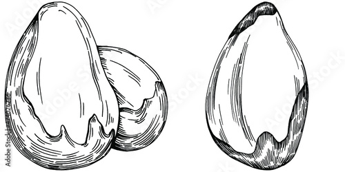 Brazilian nut or Brazil nut hand-drawn Vector Illustration isolated on background. Retro style farm product for restaurant menu, market label, logo, emblem, kitchen design. Decoration for packaging