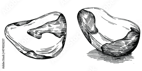 Brazilian nut or Brazil nut hand-drawn Vector Illustration isolated on background. Retro style farm product for restaurant menu, market label, logo, emblem, kitchen design. Decoration for packaging