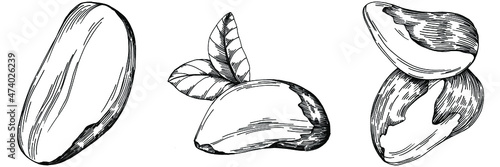 Brazilian nut or Brazil nut hand-drawn Vector Illustration isolated on background. Retro style farm product for restaurant menu, market label, logo, emblem, kitchen design. Decoration for packaging