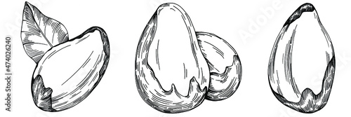 Brazilian nut or Brazil nut hand-drawn Vector Illustration isolated on background. Retro style farm product for restaurant menu, market label, logo, emblem, kitchen design. Decoration for packaging
