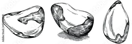 Brazilian nut or Brazil nut hand-drawn Vector Illustration isolated on background. Retro style farm product for restaurant menu, market label, logo, emblem, kitchen design. Decoration for packaging