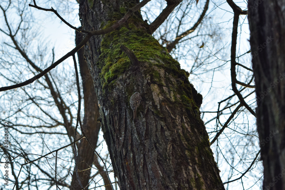 Obraz premium bird on the tree