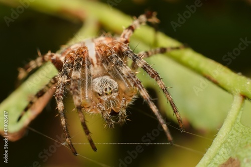 European garden spider on a leaf