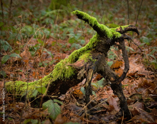 A fragment of an old root covered with moss in the shape of a pet.