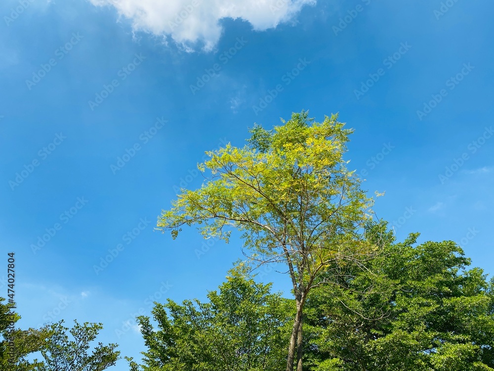 Fototapeta premium Tree against bright blue sky