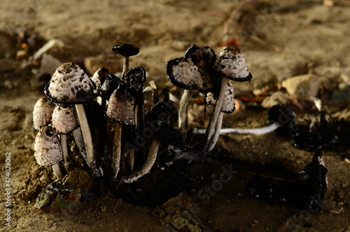 Wallpaper Mural Poisonous mushrooms growing under the trees in the garden Torontodigital.ca