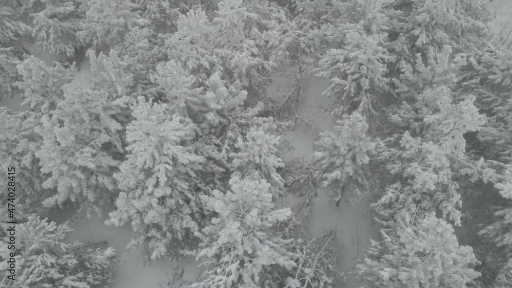 Aerial View of Snow Covered Deciduous Forest, Reveal Aerial View of Snow Covered Deciduous Forest, Reveal