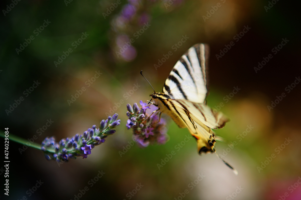 Butterfly 5 Butterfly 5