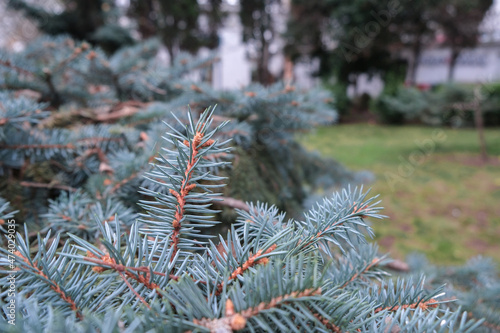 Beautiful young colorado blue spruce growing on plantation  natural christmas tree for christmas holidays 