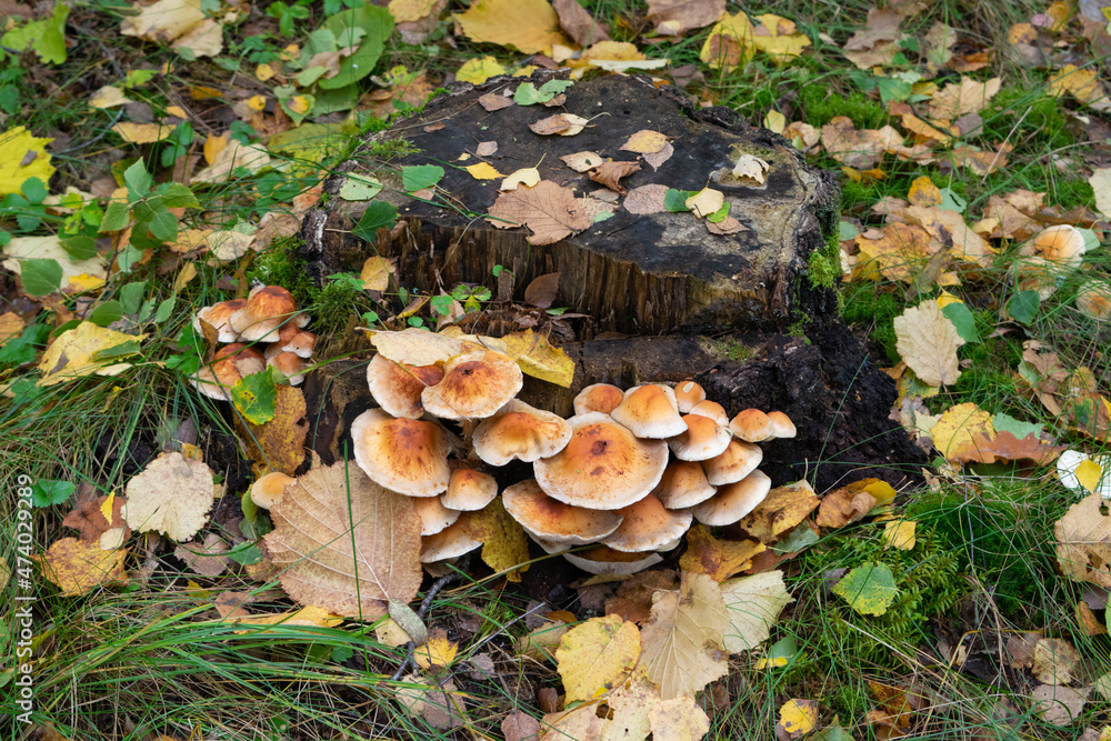 mushrooms in the forest mushrooms in the forest